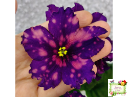 РС-Метагалактика (С. Репкина) 2018 г.