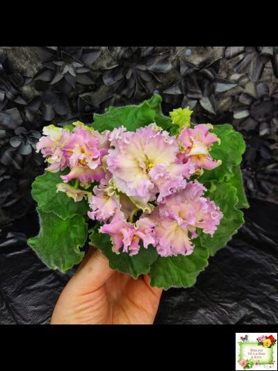 АВ-Златые Горы (Фиалковод) 2021 г. (сортовой стартер)