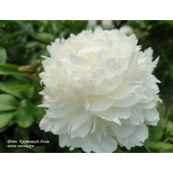 Пион Casablanka (Касабланка)