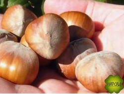 ЛЕЩИНА (ФУНДУК, ОРЕШНИК) "ТРАПЕЗУНД" (крупноплодный, морозостойкий, саженец 1,5 м)