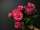 Пионовидные розы, розы ред пиано, букет пионовидных роз