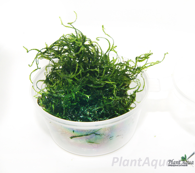 Мох пламя (Taxiphyllum sp. «Flame»)