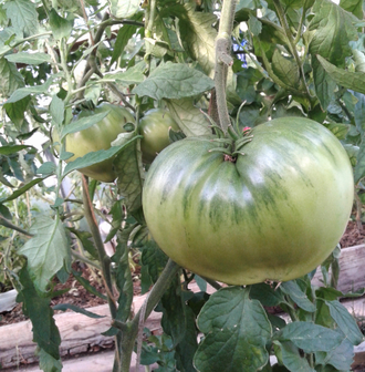 Семена томата Японка