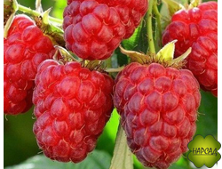 МАЛИНА "Вера" (ранняя, неприхотливая) саженец 2 года