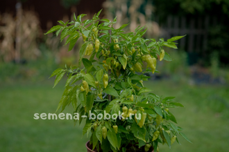 Перец сладкий Habanero Habanada (Хабанеро Хабанада), 10 шт - Семена Бобок