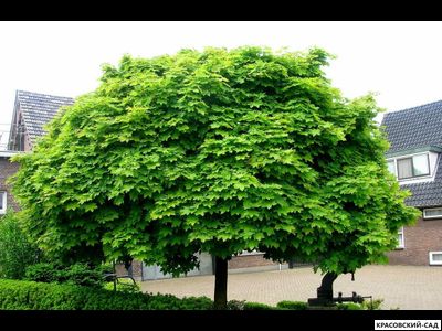 Клен остролистный Глобосум - Globosum