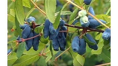 Набор молдов "Облепиха+Барбарис+Жимолость"