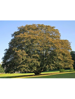 Клен ложноплатановый Atropurpureum