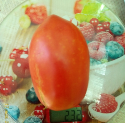 Томат Подсинское чудо