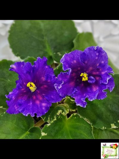 Nik-Сокровище Каравана (Н. Булко) 2022 г. (сортовой стартер)