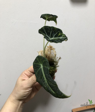 Аlocasia Black Velvet variegata / Алоказия Блек вельвет вариегатная