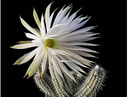 Setiechinopsis (Сетехинопсис)