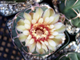 Gymnocalycium bayrianum Tom 326 (D=35 мм)