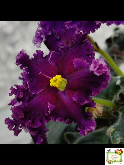 НК-Декамерон (Н.Козак) 2019 г.