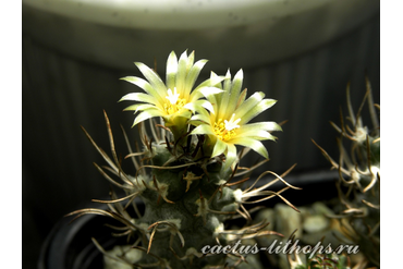 Turbinicarpus flaviflorus TCG 13001