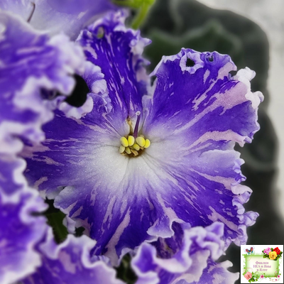 НД-Кристалл Сваровски (Н. Данилова-Суворова) 2019 г. (лист укоренённый)