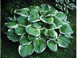 Хоста Christmas Tree, C2