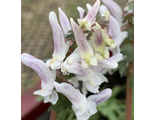 Corydalis solida "Голубка»