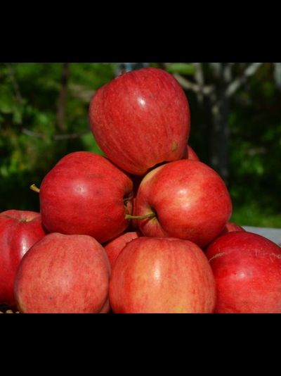 Пепин шафранный