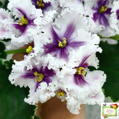 МТ-Сладкая Фантазия химерный спорт