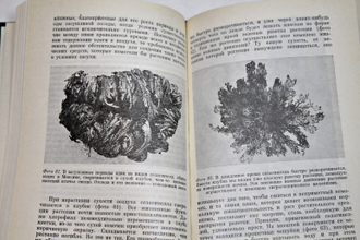 Патури Ф. Растения-гениальные инженеры природы. М.: Прогресс. 1982г.