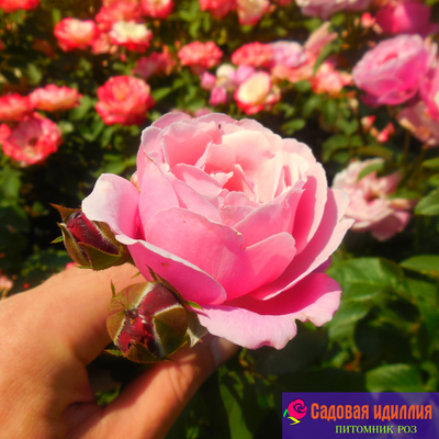 Дитер Мюллер (Dieter Muller)