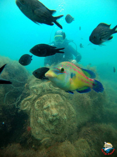 Дайвинг в Алуште