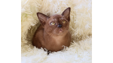 кошечка соболь