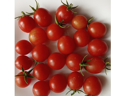 Томат черри Спокуса (Spocusa). Польша