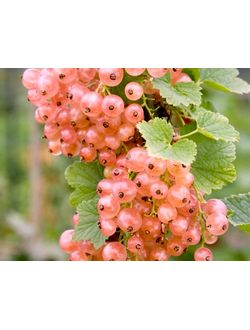 Смородина красная Голландская розовая