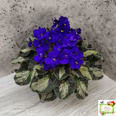 Harmony's Little Stinker (Harmony) листовая химера (пасынок сорт укоренённый)