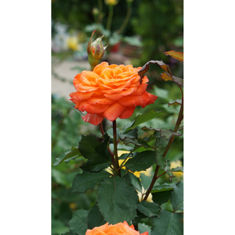 Валери де Монгольфье - Частный розарий Штепа