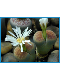 Lithops karasmontana