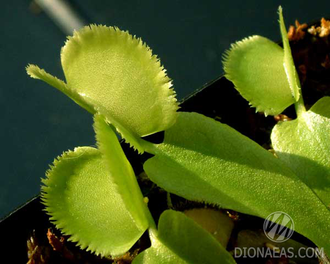 Dionaea muscipula Green sawtooth