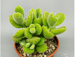 Cotyledon Tomentosa