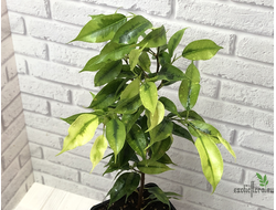 F. Benjamina 'Natasja' var. / Фикус Бенджамина Наташа вариегатный