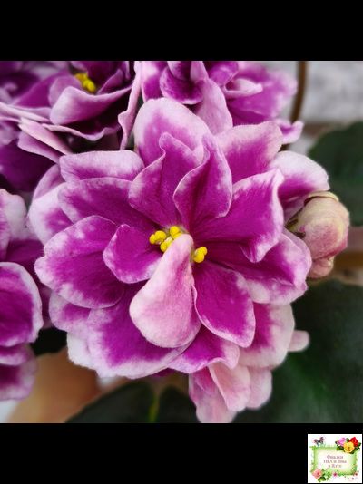 АВ-Последняя Любовь Самурая (Фиалковод) 2021 г.