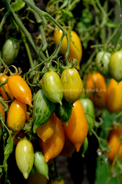 Томат Guinel Yellow (Гуинель жёлтый), 10 шт