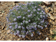 Зизифора пахучковидная (Ziziphora clinopodioides) Иран, 5 мл - 100% натуральное эфирное масло