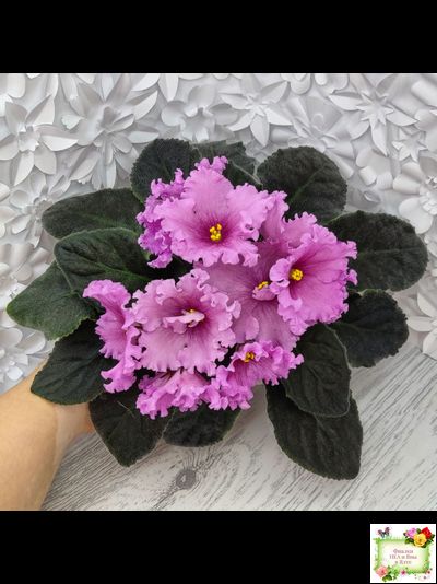 НК-Фанфан Тюльпан (Н.Козак) 2018 г. (лонг листва)