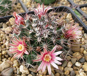 Mammillaria johnstonii v. sancarlensis (D=30мм)