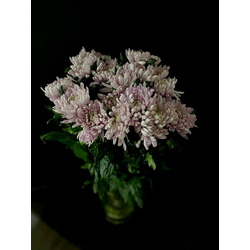 Хризантема одноголовая 15 шт