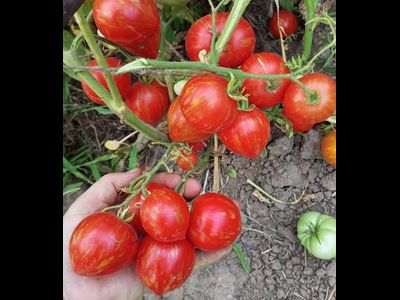 Томат гном Гендольф, (Gandolf, Гандальф), США