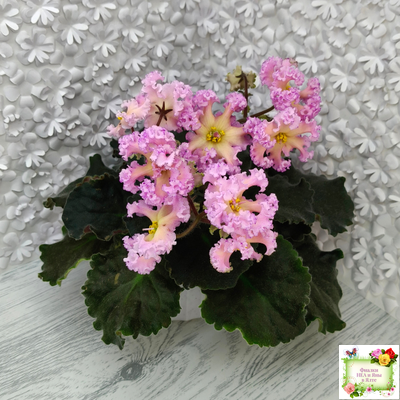 РМ-Оранжевое Лето (Н. Скорнякова) 2022 г.