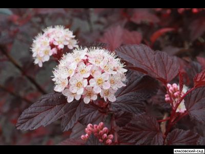 Пузыреплодник калинолистный Дьябло д'Ор