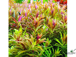 Лимнофила Ароматика Мини (горшок)