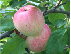 Солнышко (яблоня)