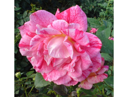 Рейчел Луиз Моран (Rachel Louise Moran), Ч/Г, Harkness