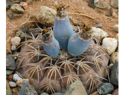 Gymnocalycium spegazzinii ssp.sarkae  VG-1760 - 5 семян