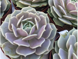 Echeveria Lola